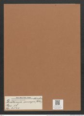 Diatoma anceps (Ehr.) Kirchm. (de-Toni-Nr.: Genus 58, Species 2541) Zeichnungen Sammlung Grunow Mappe 02721 (Herbarium_W_Grunow_drawings_Folder_02721)